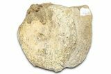 Hadrosaur (Edmontosaurus) Caudal Vertebra Centrum - Montana #331264-1
